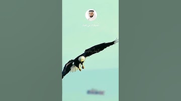 الشيخ فارس عباد  #اكسبلور #explore #قران_راحة_نفسية #قرآن #لايك #قران_كريم #سورة_هود