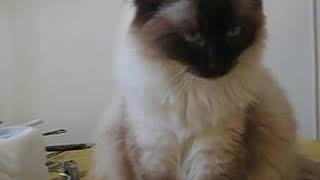 Ragdoll Cats -- Sisters-- Silia and Sofie - Best Breed Ever