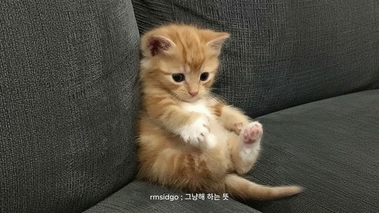 𝑳𝒐𝒇𝒊 𝒑𝒍𝒂𝒚𝒍𝒊𝒔𝒕 ; 뭔가를 해야할 때 듣는 (가사X)