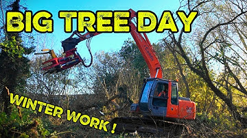 Felling BIG Trees with Excavator, Tree Shears Cutting Dangerous Trees and Clearing Scrub 