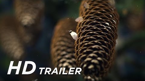 THE HIDDEN LIFE OF TREES Trailer (English)