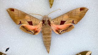 ACHEMON SPHINX FOUND IN FLORIDA KEYS???