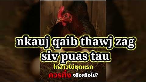Nkauj qaib thawj zag mi nyuam qaib puas zoo siv sib ncaws ua txiv qaib niam qaib