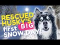 My rescued huskys first time seeing big snow