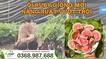 Cây giống ổi ruby ruột đỏ: Giống ổi siêu phẩm, năng suất vượt trội | zalo: 0368.987.688