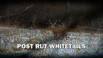 CITR1113-Post Rut Whitetails (Teaser)