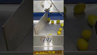 Automated citrus box filler - top