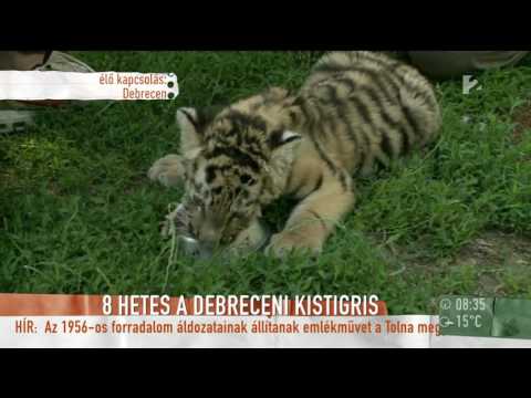 Videó: Mi Várható A Tigris évétől