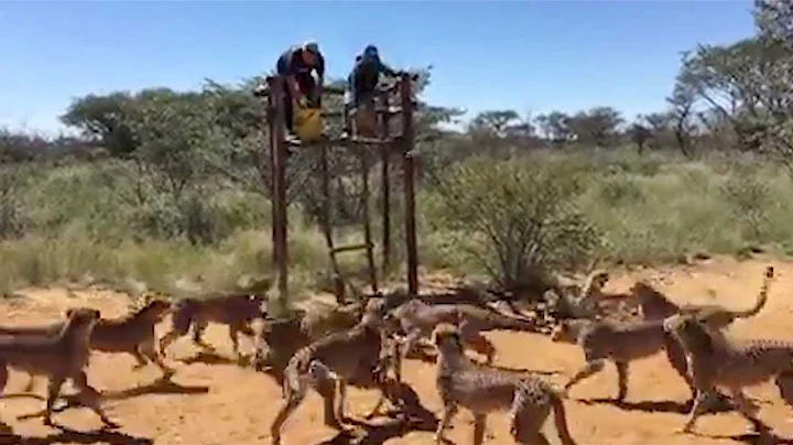 Group Of Cheetahs Enjoy Feeding Time
