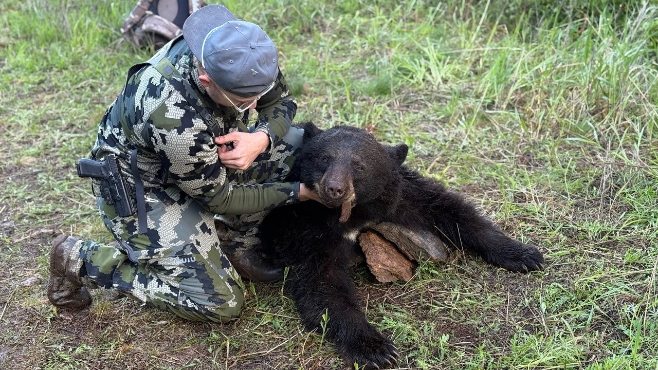 2025 North Idaho spring bear hunt