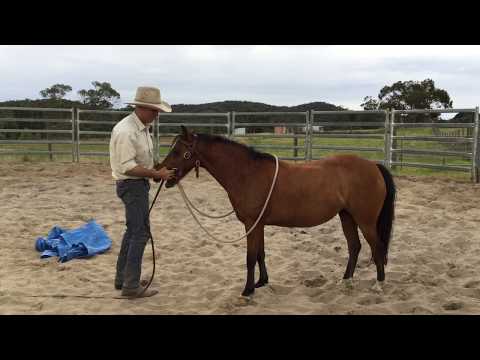 Training A Pony