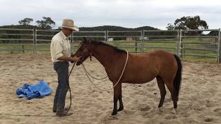 Training A Pony by Real Life Horsemanship 30,228 views 5 years ago 6 minutes, 12 seconds