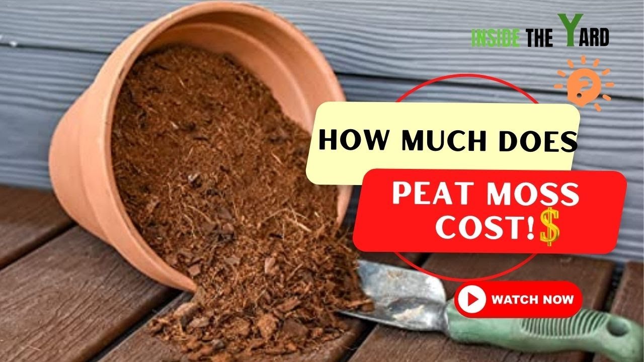 Before You Buy, Know How Much Does Peat Moss Cost! YouTube