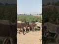 “You’re Not Born to Work Like a Donkey 🧠💪 | Change Your Mindset | Self Discipline &amp; Motivation”