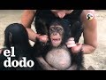 Esta mujer hace lo que sea para salvarle la vida a este chimpancé