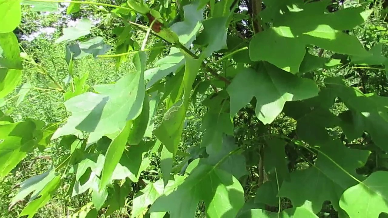 Promethea Moth Caterpillars on Tulip Poplar YouTube