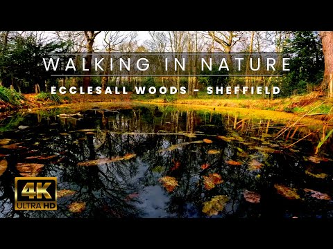 Walking in Nature | Ecclesall Woods [4k]