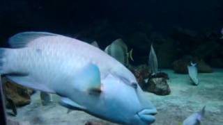 Giant Napoleonfish in Samui Aquarium, Thailand