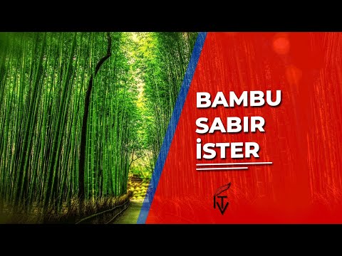 Video: Bambu: nerede ve hangi hızda büyüyor? Bambu çimen mi ağaç mı?