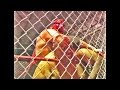 Abdullah The Butcher vs HANNIBAL - Cage Match!