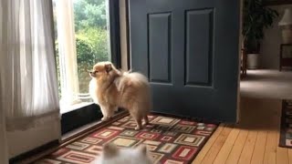 dog barks outdoor Adorable Pomeranian Serenades Passersby from Window