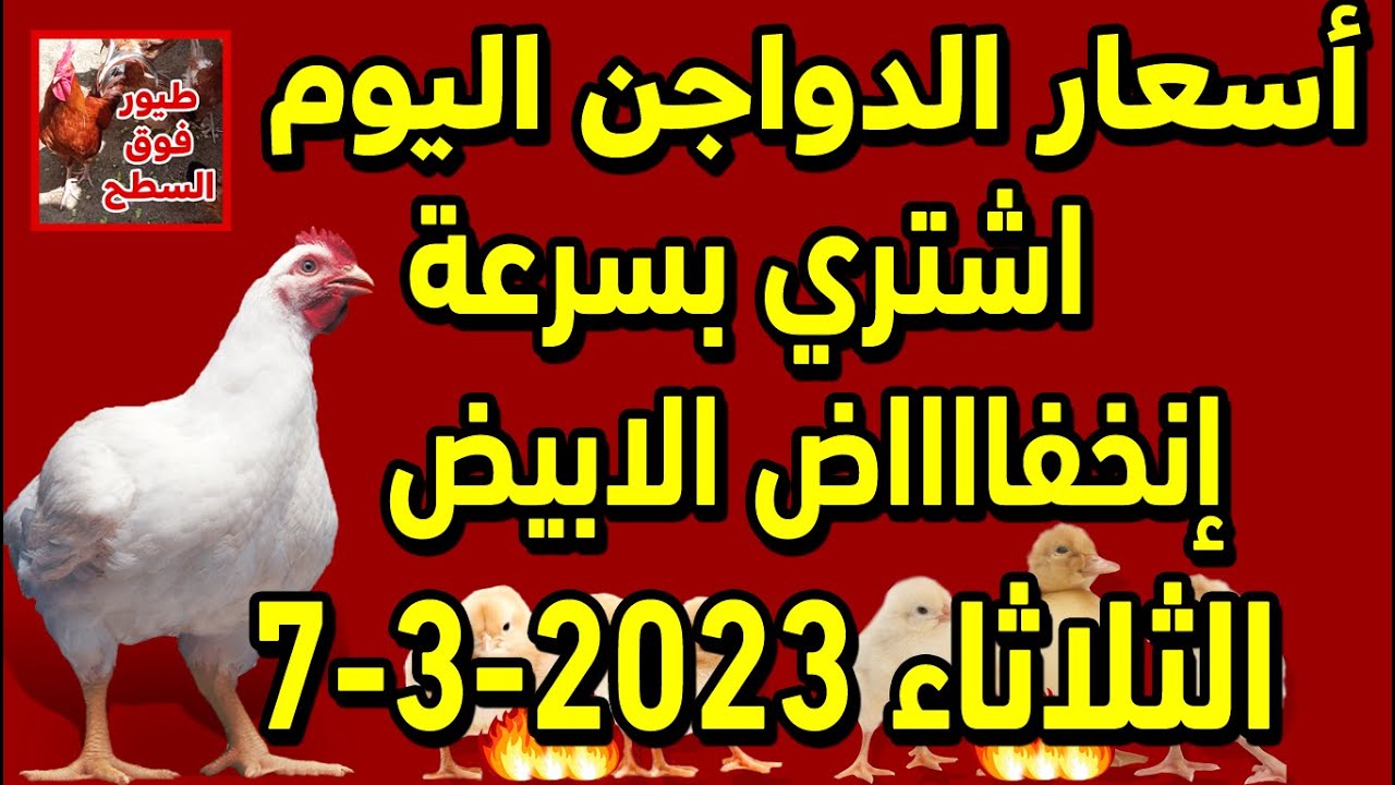 انخفاض في أسعار الدواجن في البورصة والسوق اسعار الطيور والكتاكيت والبط والسمان يوم الثلاثاء انخفاض في أسعار الدواجن في البورصة والسوق اسعار الطيور والكتاكيت والبط والسمان يوم الثلاثاء
