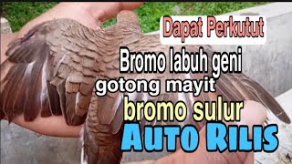 Dapat perkutut bromo labuh geni,ganggang mayit,bromo sulur.Langsung Rilis