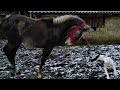 ТАЛІСМАН РАКЕТА/HORSE RESCUE /КОНІ В УКРАЇНІ!#rescue