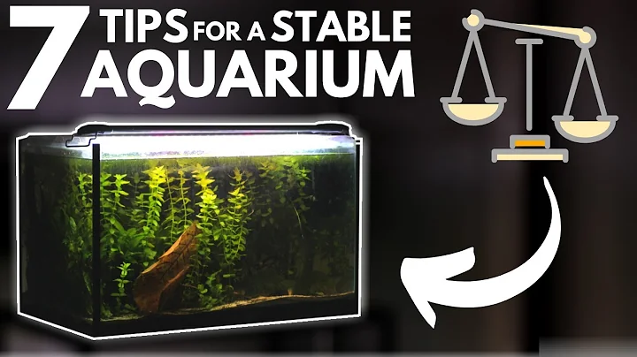 7 Tips for Keeping a Stable Aquarium - DayDayNews