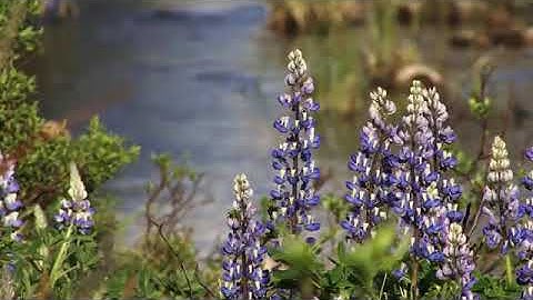 سورة الأنفال اسلام صبحي تلاوة رائعة