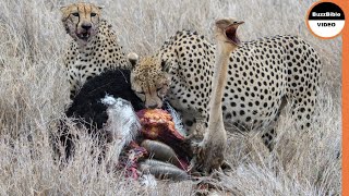 3 Cheetah Brothers Vs 2 Ostriches