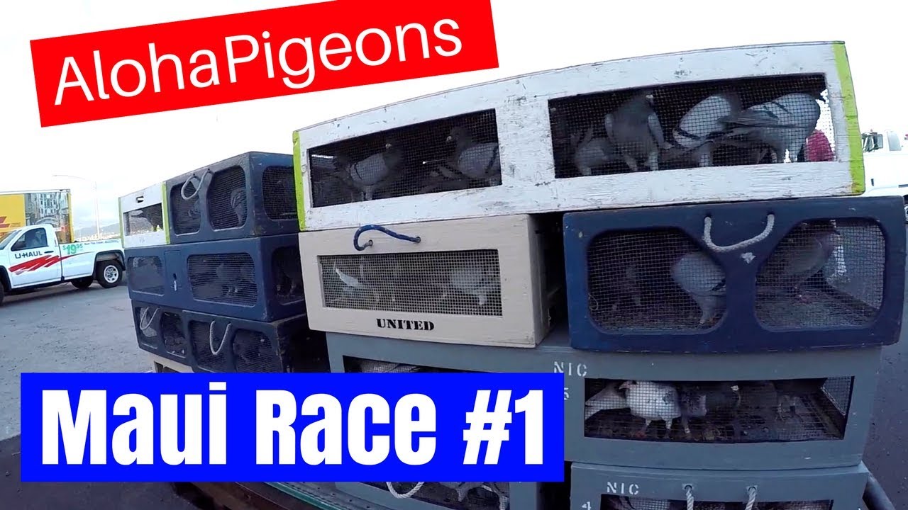 Homing Racing Pigeon 1st Race 2017 Young Bird Season - YouTube