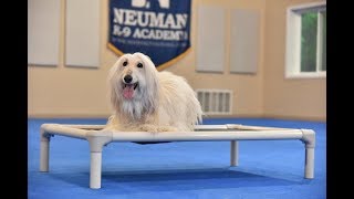 Paola (Afghan Hound) Boot Camp Dog Training Video Demonstration