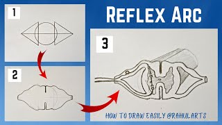 Easy trick to draw Reflex Arc | How to draw Reflex Arc : Control & Coordination : Class 10