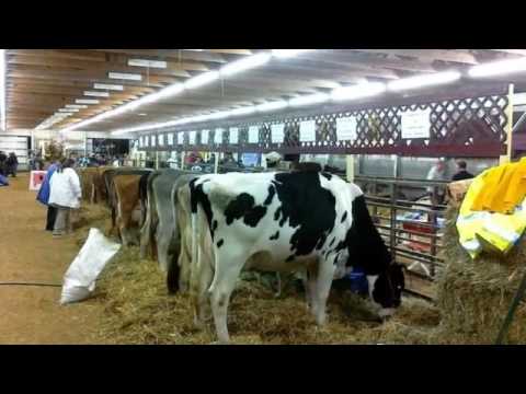 من اين يصنع تبغ شركه روثمان للسجائر