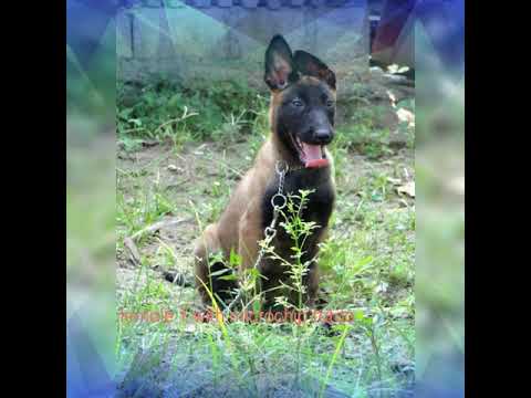 belgian-malinois--for-sale-manila