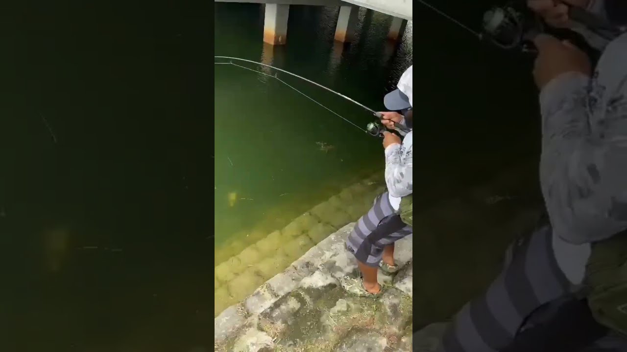 THE BANJO MINNOW Fishing Shorts Fish
