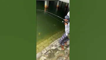 THE BANJO MINNOW Fishing Shorts Fish 