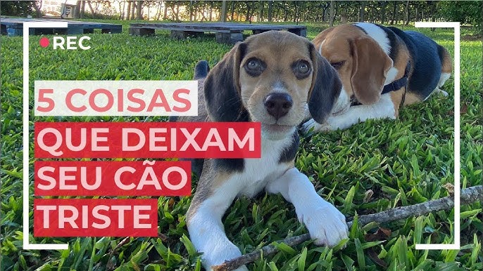 Somos a rede de apoio que você precisa para o seu Cão! 🏡 R