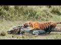 Это Нужно Видеть! Голодный Тигр Напал на Гигантского Крокодила /Сумасшедшие Битвы Животных!
