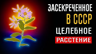 ★Лютый препарат ИНОСТРАНЦЫ СУПАЮТ ПАЧКАМИ в наших Аптеках  для иммунитета