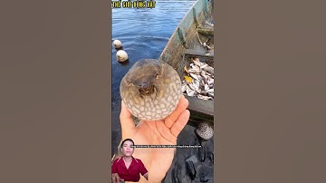 Ngư dân thả cá nóc về lại dòng nước.