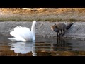 Fox ignores swan (HD 720p)
