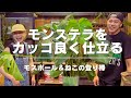【モンステラ】園芸ビギナーがオシャレにカッコ良く仕立てる方法