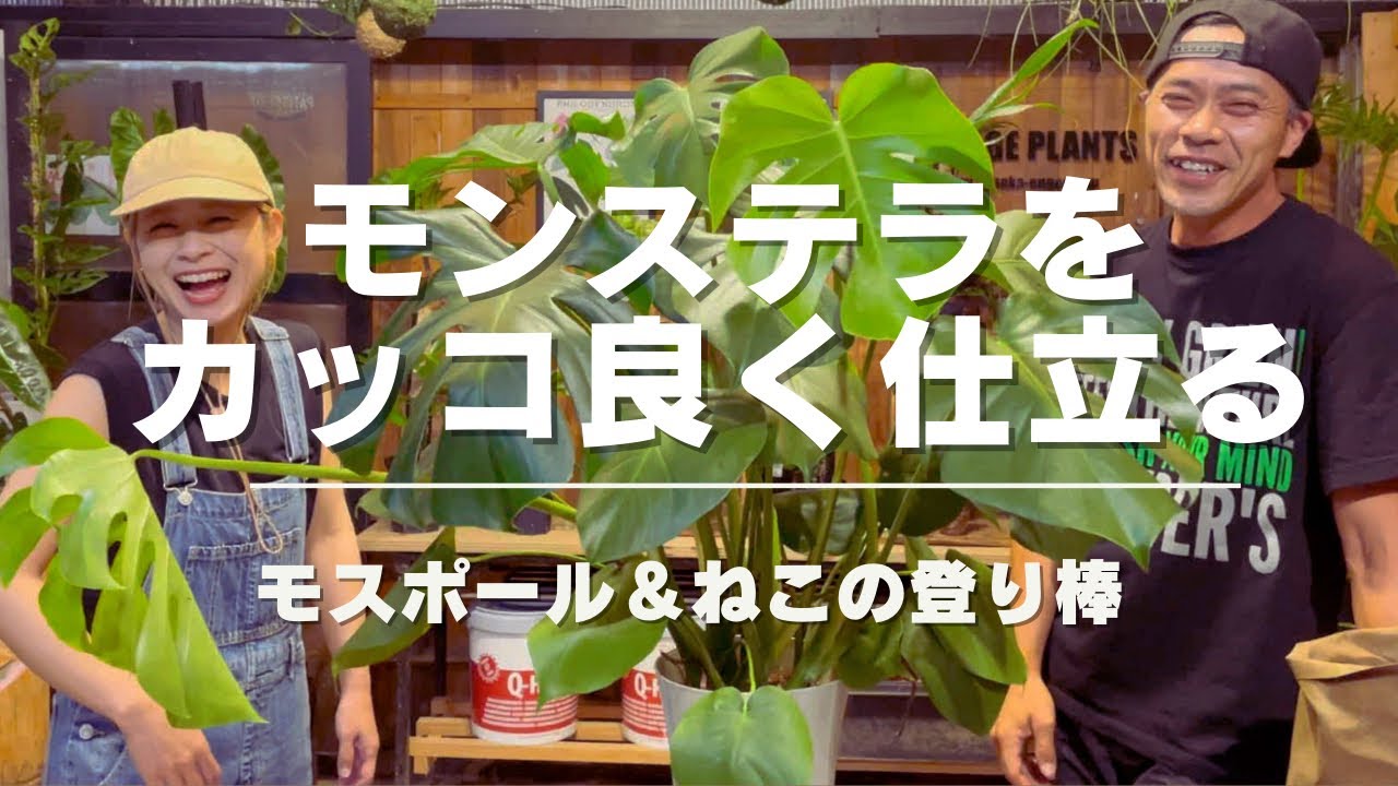 【モンステラ】園芸ビギナーがオシャレにカッコ良く仕立てる方法