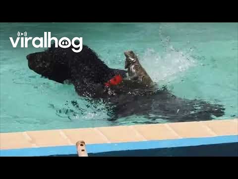 Iguana Surfs On Water Spaniel || ViralHog