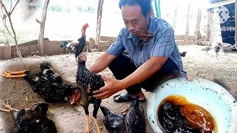 muab  qos ntoo mus pub qaib tuag coob kawg tam sis kuj muab tawv yuj cawm tau ib co lawm