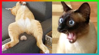 CUTE CATS DOING FUNNY THINGS | 😻 Best Of The 2021 Funny Animal Videos by Funny and Crazy Animals 179 views 2 years ago 5 minutes, 21 seconds