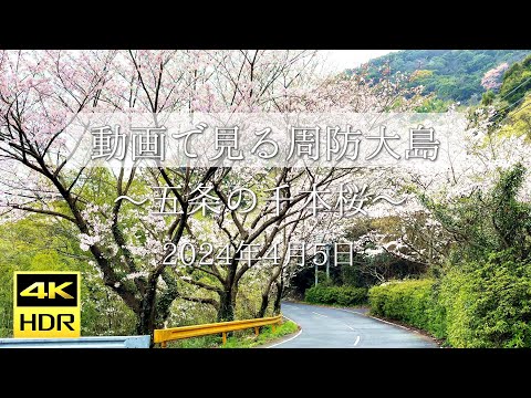 【4K動画で見る周防大島 vol.73】五条の千本桜 2024年4月5日 | Suo Oshima Japan Video Tour