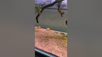 Cá xecan dạ quang !!!